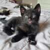 BISOU