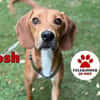 lieber Josh sucht seine Familie