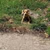 Lustiger LOU sucht sein Zuhause