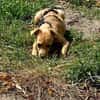 Lustiger LOU sucht sein Zuhause