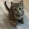 Dina sucht ein liebevolles Zuhause