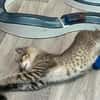 Dina sucht ein liebevolles Zuhause