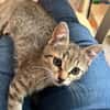 Dina sucht ein liebevolles Zuhause