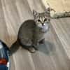 Dina sucht ein liebevolles Zuhause