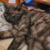 Fiola sucht ruhiges liebevolles Zuhause