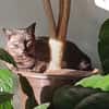 Fiola sucht ruhiges liebevolles Zuhause