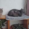 Fiola sucht ruhiges liebevolles Zuhause