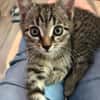 Daisy sucht ein liebevolles Zuhause
