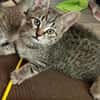 Daisy sucht ein liebevolles Zuhause