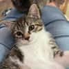 Darcy sucht ein liebevolles Zuhause