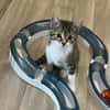 Darcy sucht ein liebevolles Zuhause