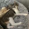 Darcy sucht ein liebevolles Zuhause