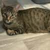 Dori sucht ein liebevolles Zuhause