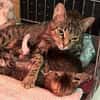 Dori sucht ein liebevolles Zuhause