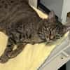 Dori sucht ein liebevolles Zuhause