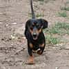Liebenswerter Ceno sucht Familie