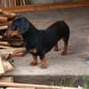 Liebenswerter Ceno sucht Familie