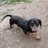 Liebenswerter Ceno sucht Familie