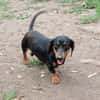 Liebenswerter Ceno sucht Familie