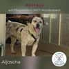 Aljoscha: beeindruckend charismatisch DE