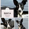 Berta: Engel auf 4 Pfoten - Podenco-Mix
