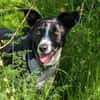 Berta: Engel auf 4 Pfoten - Podenco-Mix