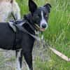 Berta: Engel auf 4 Pfoten - Podenco-Mix