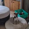 🐾🐶 Ben sucht ein liebevolles Zuhause