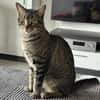 Balou sucht mit Garten oder Freigang