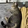 Balou sucht mit Garten oder Freigang
