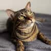 Balou sucht mit Garten oder Freigang