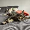 Balou sucht mit Garten oder Freigang