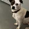 Klein♥Abbie♥Schmusemaus 63820 Elsenfeld
