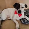 Klein♥Abbie♥Schmusemaus 63820 Elsenfeld