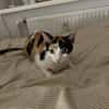Vermittlungshilfe für Schmusekatze