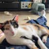 Vermittlungshilfe für Schmusekatze