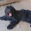 Liebenswerte Babi sucht Familie