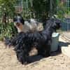 Liebenswerte Babi sucht Familie