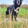 Amy - Ein bezauberndes Hundeherz