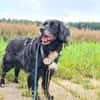Amy - Ein bezauberndes Hundeherz