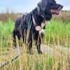 Amy - Ein bezauberndes Hundeherz