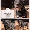 Vicky: Treue Seele (50321 Brühl)