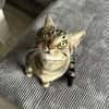 Balou sucht mit Garten oder Freigang
