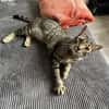 Balou sucht mit Garten oder Freigang