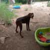 Dringend Pflegestelle gesucht