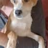 Carmine  kleines süßes Hundekind