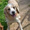 Geben Sie Senior Boston eine Chance?