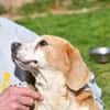 Geben Sie Senior Boston eine Chance?