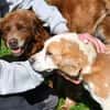 Geben Sie Senior Boston eine Chance?