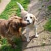 Geben Sie Senior Boston eine Chance?